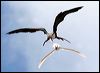 Click here to enter gallery and see photos of: Magnificent, Greater, Lesser, Christmas Island Frigatebird