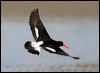 Click here to enter gallery and see photos of: South Island (Pied), Eurasian, African, Black, American, Pied and Sooty Oystercatcher