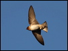 cliff_swallow_69647