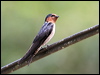 pacific_swallow_50692