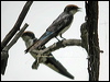 wire_tailed_swallow_19796