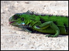 Click here to enter gallery and see photos/pictures/images of Green Iguana