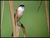 Click here to enter gallery of Long-tailed Shrike