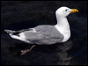 glaucous_winged_gull_69958