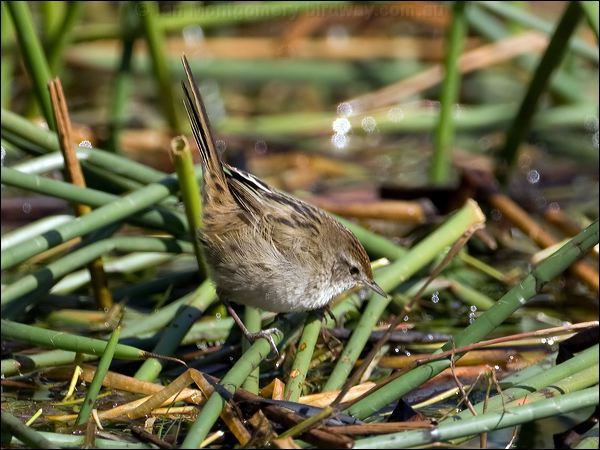 Little Grassbird little_grassbird_116755.psd