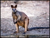 Click here to enter gallery and see photos/pictures/images of Black/Swamp Wallaby