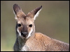 red_necked_wallaby_59652