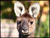 Click here to enter gallery and see photos/pictures/images of Western Grey Kangaroo