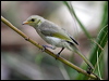 Click here to enter gallery and see photos/pictures/images of Fuscous Honeyeater