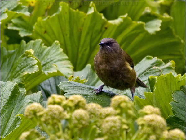 New Zealand Bellbird nz_bellbird_124721.psd