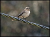 Click here to enter gallery and see photos/pictures/images of Chilean Mockingbird