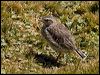 new_zealand_pipit_124627