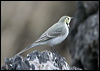 white_wagtail_20121