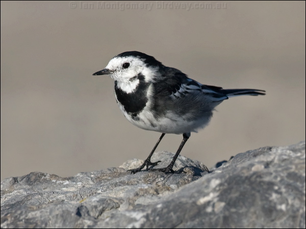 White/Pied Wagtail photo image 8 of 15 by Ian Montgomery at birdway.com.au