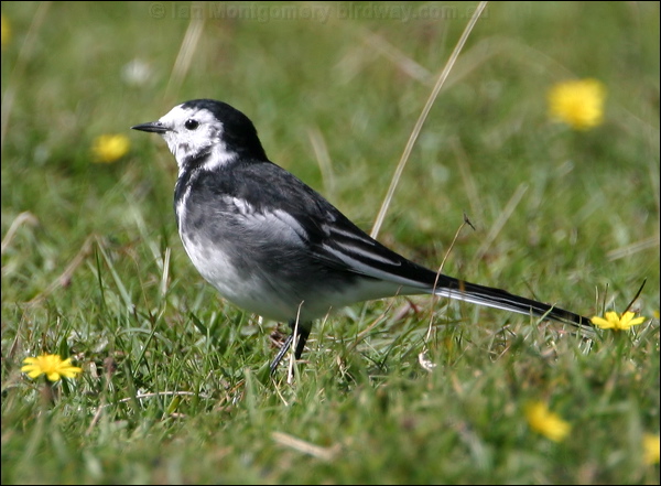 White/Pied Wagtail photo image 2 of 15 by Ian Montgomery at birdway.com.au