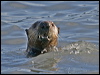Click here to enter gallery and see photos/pictures/images of Sea Otter