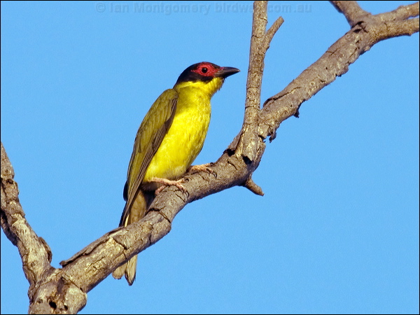 Australasian Figbird austr_figbird_91209.psd