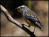 spotted_pardalote_80758