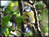Click here to enter gallery and see photos/pictures/images of Blue Tit