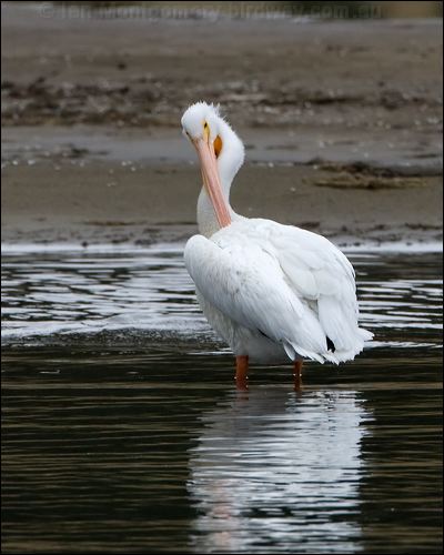 American White Pelican am_white_pelican_111106.psd