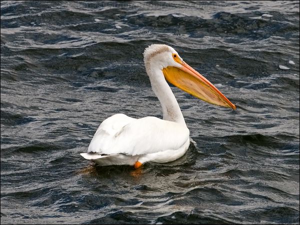 American White Pelican am_white_pelican_68446.psd