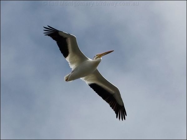 American White Pelican am_white_pelican_68453.psd