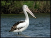 australian_pelican_04091