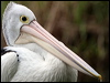 australian_pelican_36349