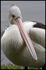 australian_pelican_36358