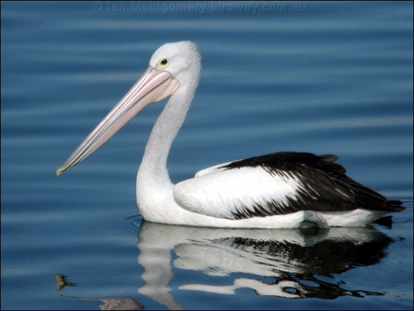 Australian Pelican australian_pelican_11119.psd