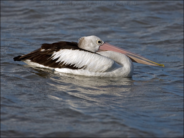Australian Pelican australian_pelican_113305.psd