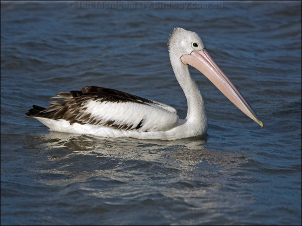 Australian Pelican australian_pelican_113306.psd