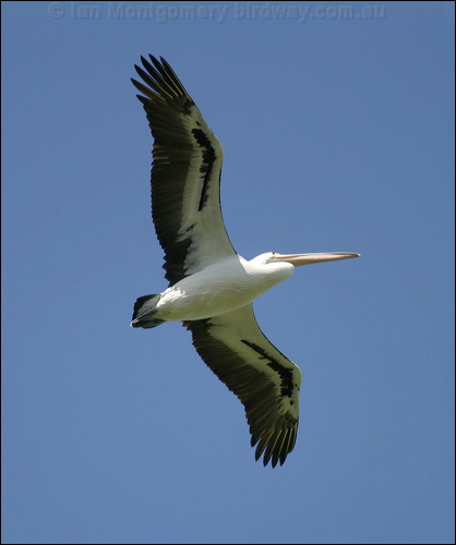Australian Pelican australian_pelican_11820.psd