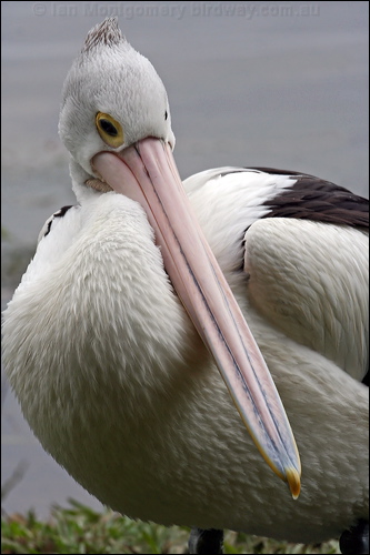 Australian Pelican australian_pelican_36358.psd