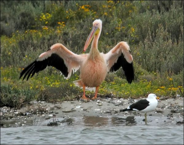 Great White Pelican great_white_pelican_04757.psd
