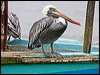 peruvian_pelican_27523