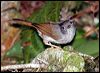 Click here to enter gallery and see photos of: Mountain Fulvetta; White-chested, Ferruginous, Horsfields's and Scaly-crowned Babblers.