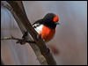 red_capped_robin_88420