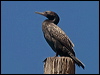 littleblackcormorant184932