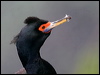 red_faced_cormorant_68986