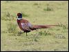 common_pheasant_40817