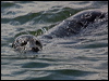 harbour_seal_107633