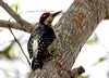 Click here to enter gallery and see photos of Black-cheeked Woodpecker
