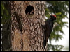 Click here to enter gallery and see photos of Black Woodpecker