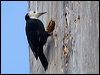 Click here to enter gallery and see photos of White-headed Woodpecker