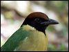 Click here to enter gallery and see photos of: Red-bellied, Mangrove, Rainbow and Noisy Pittas