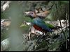 red_bellied_pitta_04704
