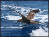wedgetail_shearwater_44210