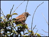 hedge_accentor_52670