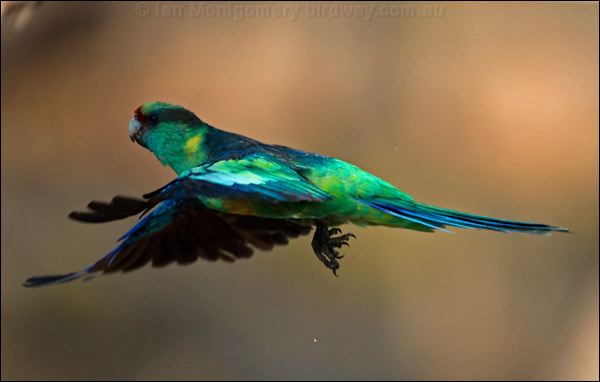 Australian Ringneck photo image 4 of 15 by Ian Montgomery at birdway.com.au